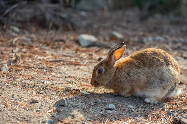 Carino Conigli Selvatici Okunoshima Island Weaher Sole Come Noto Come — Foto Stock