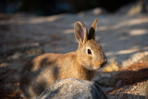 Coelhos Selvagens Bonitos Ilha Okunoshima Ensolarado Weaher Como Conhecido Como — Fotografia de Stock