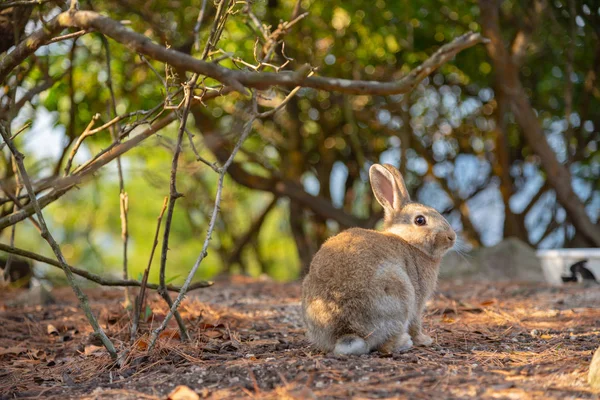 Schattig Wilde Konijnen Okunoshima Eiland Zonnige Weaher Bekend Als Rabbit — Stockfoto