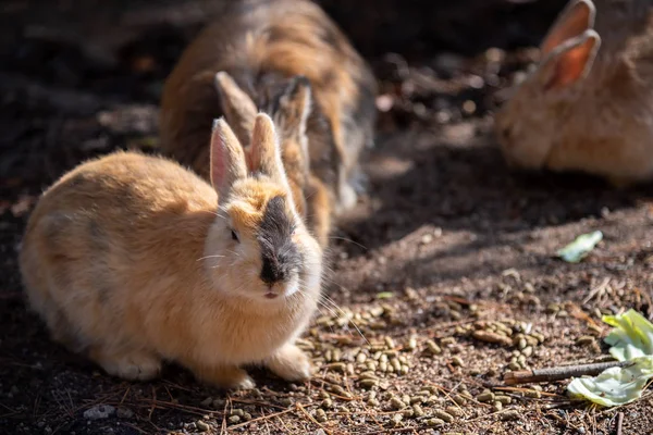 Schattig Wilde Konijnen Okunoshima Eiland Zonnige Weaher Bekend Als Rabbit — Stockfoto