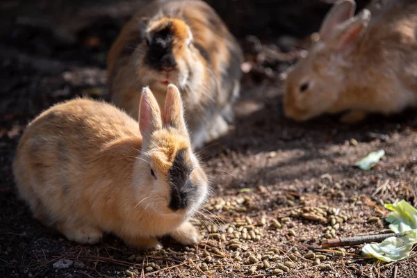 Söta Vilda Kaniner Okunoshima Island Soliga Weaher Känt Som Kanin — Stockfoto