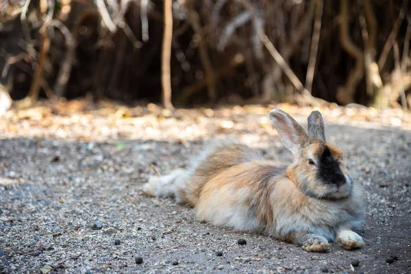 Niedliche Wildkaninchen Auf Der Insel Okunoshima Sonniger Lage Die Als — Stockfoto