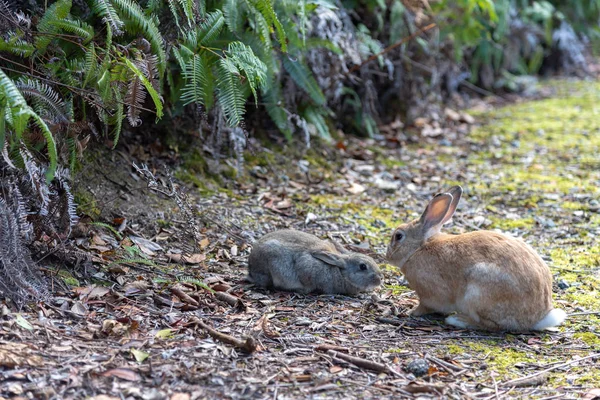 Cute wild rabbits on Okunoshima Island in sunny weaher, as known as the \