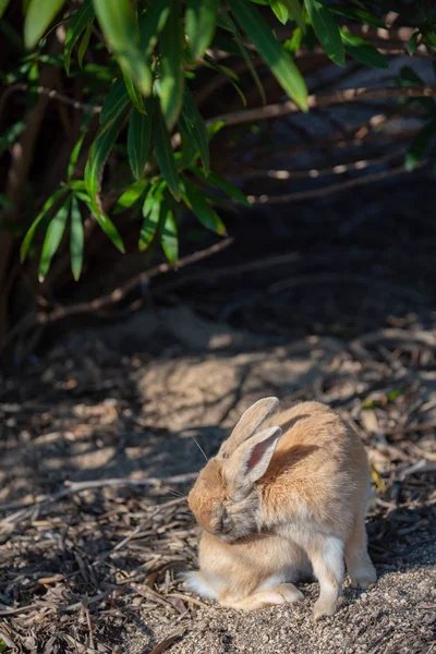 Lindos Conejos Salvajes Isla Okunoshima Tiempo Soleado Como Conoce Como —  Fotos de Stock