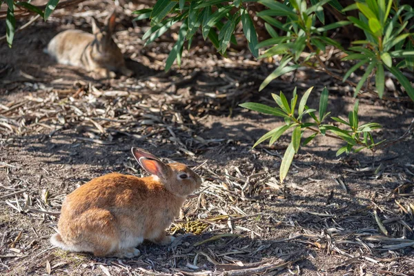 Милые Дикие Кролики Острове Окуносима Солнечной Погоде Известном Остров Кроликов — стоковое фото