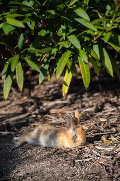 Cute wild rabbits on Okunoshima Island in sunny weaher, as known as the \