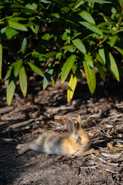 Bilindiği Gibi Sevimli Vahşi Güneşli Weaher Içinde Okunoshima Adası Nda — Stok fotoğraf