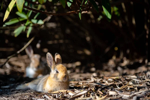 Bilindiği Gibi Sevimli Vahşi Güneşli Weaher Içinde Okunoshima Adası Nda — Stok fotoğraf