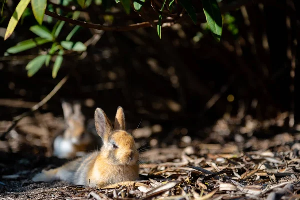 Милий Дикий Кролики Okunoshima Острові Сонячному Weaher Відомо Кролик Острова — стокове фото