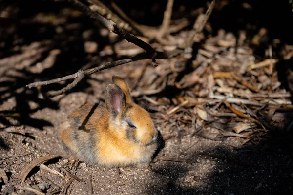 Cute wild rabbits on Okunoshima Island in sunny weaher, as known as the \