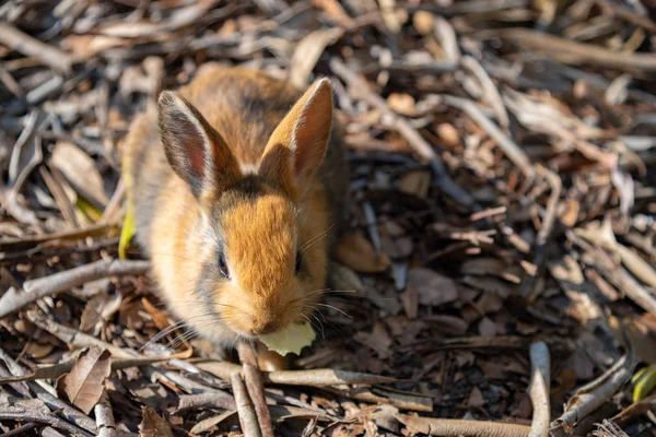 Ładny Dzikie Króliki Wyspie Okunoshima Słonecznej Pogody Znane Jako Wyspa — Zdjęcie stockowe