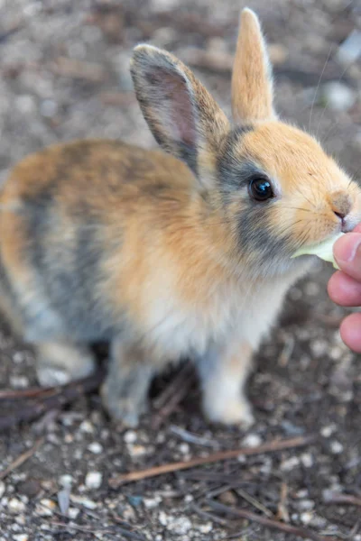 Cute Wild Rabbits Okunoshima Island Sunny Weaher Known Rabbit Island — Stock Photo, Image