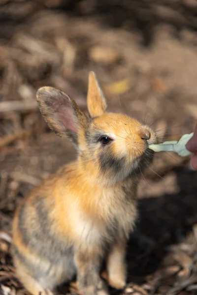 Cute Wild Rabbits Okunoshima Island Sunny Weaher Known Rabbit Island — Stock Photo, Image