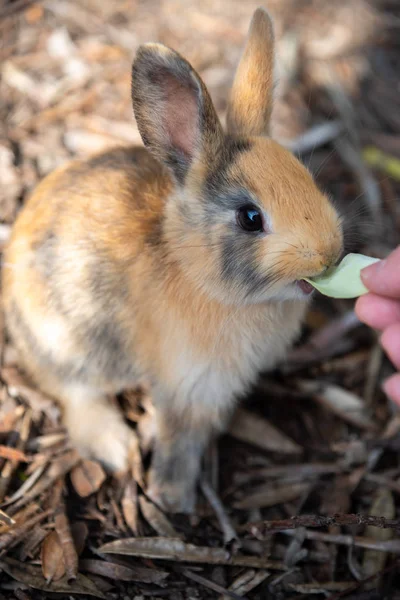 Ładny Dzikie Króliki Wyspie Okunoshima Słonecznej Pogody Znane Jako Wyspa — Zdjęcie stockowe