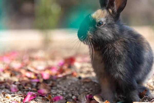 Bilindiği Gibi Sevimli Vahşi Güneşli Weaher Içinde Okunoshima Adası Nda — Stok fotoğraf