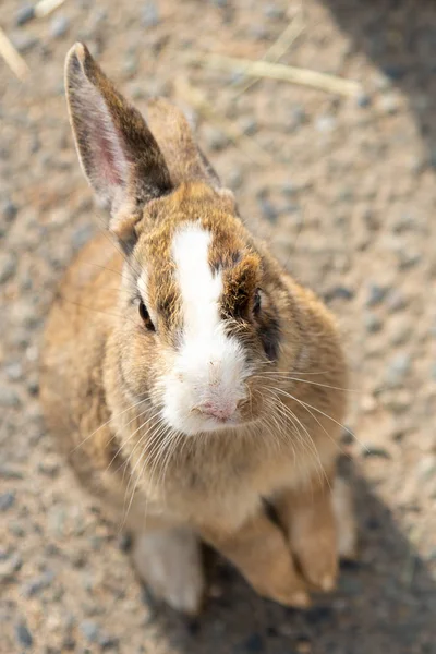 Coelhos Selvagens Bonitos Ilha Okunoshima Ensolarado Weaher Como Conhecido Como — Fotografia de Stock