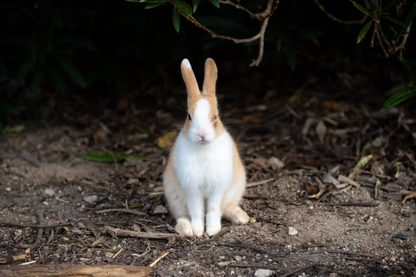 Coelhos Selvagens Bonitos Ilha Okunoshima Ensolarado Weaher Como Conhecido Como — Fotografia de Stock