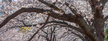Meguro Sakura (kiraz çiçeği) Festivali. Kiraz çiçeği tam bloom bahar mevsimi Meguro River, Tokyo, Japonya. Birçok ziyaretçiler Japonya kiraz çiçeği sezonunda seyahat seçin.