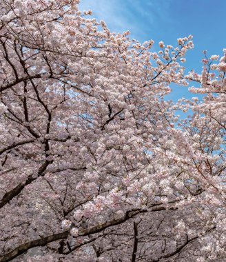 Meguro Sakura (kiraz çiçeği) Festivali. Kiraz çiçeği tam bloom bahar mevsimi Meguro River, Tokyo, Japonya. Birçok ziyaretçiler Japonya kiraz çiçeği sezonunda seyahat seçin.