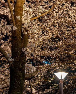 Tam çiçeklenme Meguro Sakura (kiraz çiçeği) Festivali. Kiraz çiçeği Mart ayı sonlarında Tokyo'da çiçeklenme başlar, birçok ziyaretçiler Japonya bahar sezonunda seyahat seçin