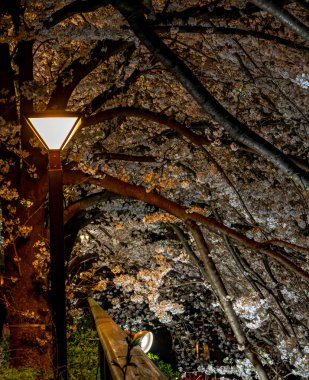 Tam çiçeklenme Meguro Sakura (kiraz çiçeği) Festivali. Kiraz çiçeği Mart ayı sonlarında Tokyo'da çiçeklenme başlar, birçok ziyaretçiler Japonya bahar sezonunda seyahat seçin