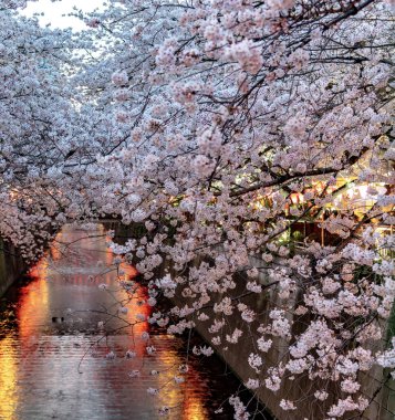 Tam çiçeklenme Meguro Sakura (kiraz çiçeği) Festivali. Kiraz çiçeği Mart ayı sonlarında Tokyo'da çiçeklenme başlar, birçok ziyaretçiler Japonya bahar sezonunda seyahat seçin