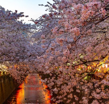 Tam çiçeklenme Meguro Sakura (kiraz çiçeği) Festivali. Kiraz çiçeği Mart ayı sonlarında Tokyo'da çiçeklenme başlar, birçok ziyaretçiler Japonya bahar sezonunda seyahat seçin