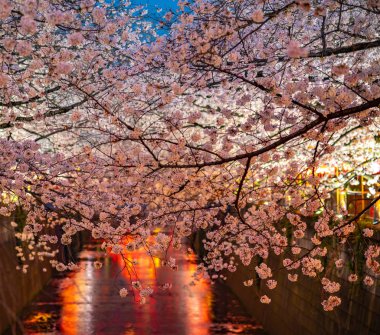 Tam çiçeklenme Meguro Sakura (kiraz çiçeği) Festivali. Kiraz çiçeği Mart ayı sonlarında Tokyo'da çiçeklenme başlar, birçok ziyaretçiler Japonya bahar sezonunda seyahat seçin