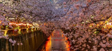 Tam çiçeklenme Meguro Sakura (kiraz çiçeği) Festivali. Kiraz çiçeği Mart ayı sonlarında Tokyo'da çiçeklenme başlar, birçok ziyaretçiler Japonya bahar sezonunda seyahat seçin