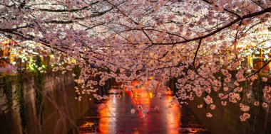 Tam çiçeklenme Meguro Sakura (kiraz çiçeği) Festivali. Kiraz çiçeği Mart ayı sonlarında Tokyo'da çiçeklenme başlar, birçok ziyaretçiler Japonya bahar sezonunda seyahat seçin