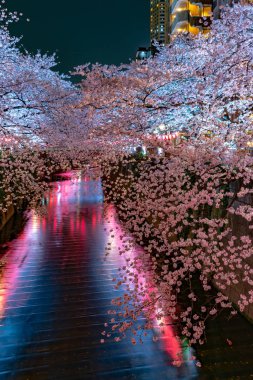 Tam çiçeklenme Meguro Sakura (kiraz çiçeği) Festivali. Kiraz çiçeği Mart ayı sonlarında Tokyo'da çiçeklenme başlar, birçok ziyaretçiler Japonya bahar sezonunda seyahat seçin
