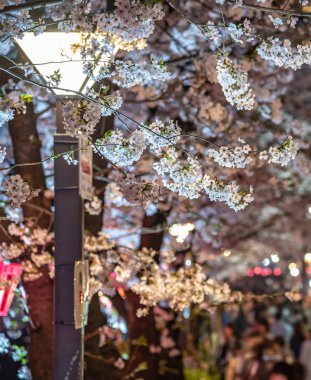 Tam çiçeklenme Meguro Sakura (kiraz çiçeği) Festivali. Kiraz çiçeği Mart ayı sonlarında Tokyo'da çiçeklenme başlar, birçok ziyaretçiler Japonya bahar sezonunda seyahat seçin