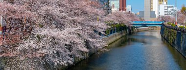 Tam çiçeklenme Meguro Sakura (kiraz çiçeği) Festivali. Kiraz çiçeği Mart ayı sonlarında Tokyo'da çiçeklenme başlar, birçok ziyaretçiler Japonya bahar sezonunda seyahat seçin