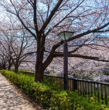 Tam çiçeklenme Meguro Sakura (kiraz çiçeği) Festivali. Kiraz çiçeği Mart ayı sonlarında Tokyo'da çiçeklenme başlar, birçok ziyaretçiler Japonya bahar sezonunda seyahat seçin