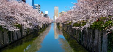 Tam çiçeklenme Meguro Sakura (kiraz çiçeği) Festivali. Kiraz çiçeği Mart ayı sonlarında Tokyo'da çiçeklenme başlar, birçok ziyaretçiler Japonya bahar sezonunda seyahat seçin