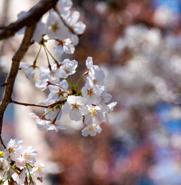 Tam çiçeklenme çiçekler (sakura) bahçeye bakmaktadır yumuşak doğal arka plan bahar güneşli günde pembe kiraz çiçekleri güzel kapatın