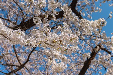 Tam çiçeklenme çiçekler (sakura) bahçeye bakmaktadır yumuşak doğal arka plan bahar güneşli günde pembe kiraz çiçekleri güzel kapatın