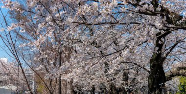 Bahar sezonu etrafında Tokyo Chidorigafuchi park (Edo Kalesi Kuzey bölümü) tam bloom kiraz çiçeği. Birçok ziyaretçiler Japonya kiraz çiçeği sezonunda seyahat seçin.