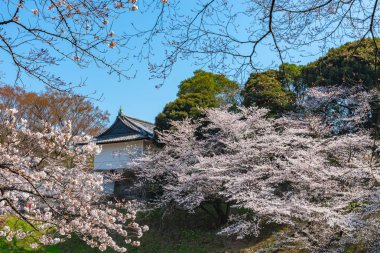 Bahar sezonu etrafında Tokyo Chidorigafuchi park (Edo Kalesi Kuzey bölümü) tam bloom kiraz çiçeği. Birçok ziyaretçiler Japonya kiraz çiçeği sezonunda seyahat seçin.