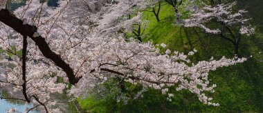 Bahar sezonu etrafında Tokyo Chidorigafuchi park (Edo Kalesi Kuzey bölümü) tam bloom kiraz çiçeği. Birçok ziyaretçiler Japonya kiraz çiçeği sezonunda seyahat seçin.