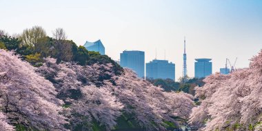 Bahar sezonu etrafında Tokyo Chidorigafuchi park (Edo Kalesi Kuzey bölümü) tam bloom kiraz çiçeği. Birçok ziyaretçiler Japonya kiraz çiçeği sezonunda seyahat seçin.