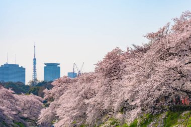 Bahar sezonu etrafında Tokyo Chidorigafuchi park (Edo Kalesi Kuzey bölümü) tam bloom kiraz çiçeği. Birçok ziyaretçiler Japonya kiraz çiçeği sezonunda seyahat seçin.