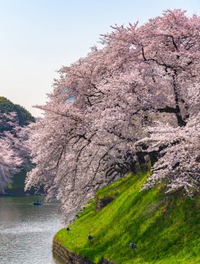 Bahar sezonu etrafında Tokyo Chidorigafuchi park (Edo Kalesi Kuzey bölümü) tam bloom kiraz çiçeği. Birçok ziyaretçiler Japonya kiraz çiçeği sezonunda seyahat seçin.