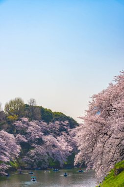 Bahar sezonu etrafında Tokyo Chidorigafuchi park (Edo Kalesi Kuzey bölümü) tam bloom kiraz çiçeği. Birçok ziyaretçiler Japonya kiraz çiçeği sezonunda seyahat seçin.