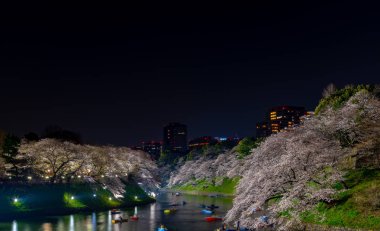 Bahar sezonu etrafında Tokyo Chidorigafuchi park (Edo Kalesi Kuzey bölümü) tam bloom kiraz çiçeği. Birçok ziyaretçiler Japonya kiraz çiçeği sezonunda seyahat seçin.