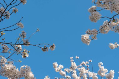 Tam çiçeklenme çiçekler (sakura) bahçeye bakmaktadır yumuşak doğal arka plan bahar güneşli günde pembe kiraz çiçekleri güzel kapatın