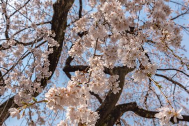 Tam çiçeklenme çiçekler (sakura) bahçeye bakmaktadır yumuşak doğal arka plan bahar güneşli günde pembe kiraz çiçekleri güzel kapatın