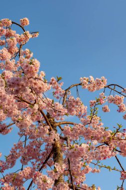 Tam çiçeklenme çiçekler (sakura) bahçeye bakmaktadır yumuşak doğal arka plan bahar güneşli günde pembe kiraz çiçekleri güzel kapatın