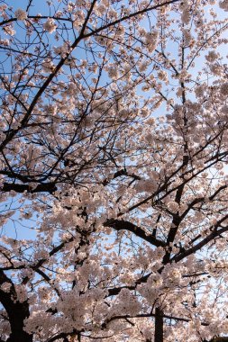 Tam çiçeklenme çiçekler (sakura) bahçeye bakmaktadır yumuşak doğal arka plan bahar güneşli günde pembe kiraz çiçekleri güzel kapatın