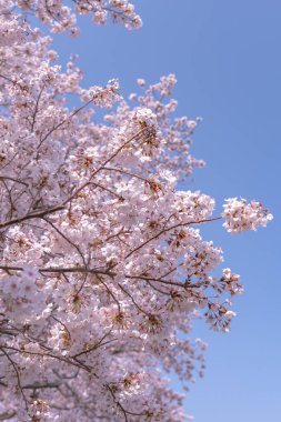 Tam çiçeklenme çiçekler (sakura) bahçeye bakmaktadır yumuşak doğal arka plan bahar güneşli günde pembe kiraz çiçekleri güzel kapatın